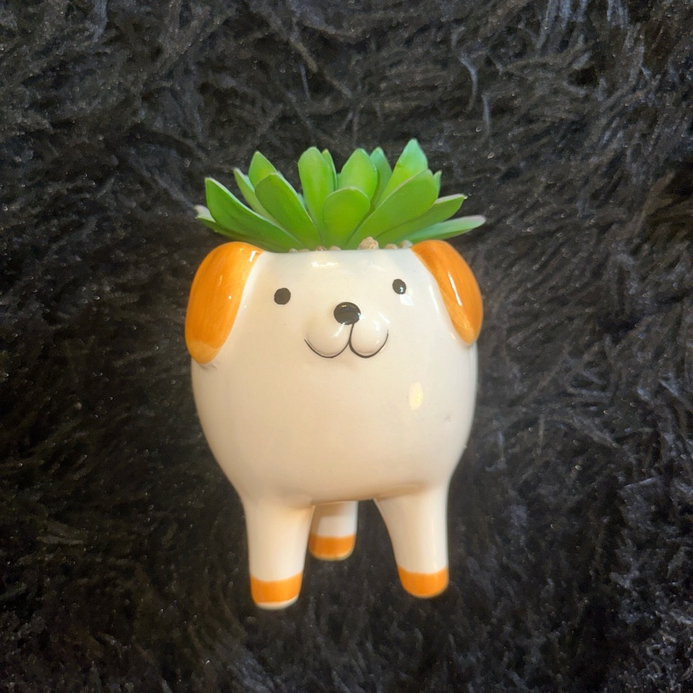 BRAND NEW ‘Francesca’s’ Dog succulent